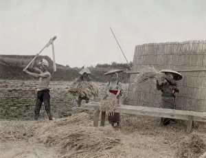 Threshing: Threshing rice grains, Japan