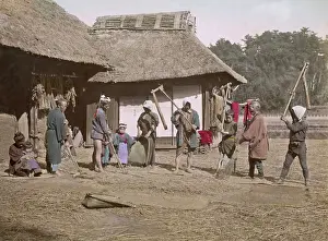 Threshing: Threshing rice, Japan