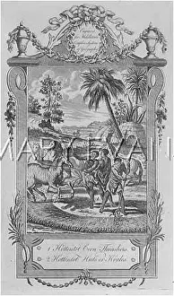 Hottentots: THRESHING, SOUTH AFRICA