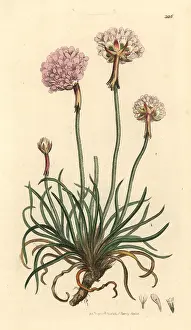 Armeria: Thrift, Armeria maritima