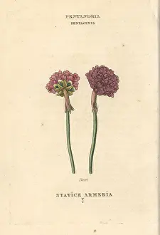 Armeria: Thrift, Armeria maritima