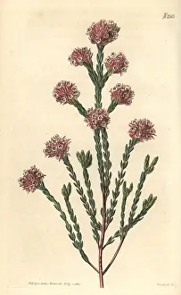 Thrift: Thrift flowered heath, Erica rubella