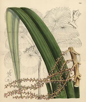 Hand Coloured: Thrinax excelsa, palm tree native to Jamaica