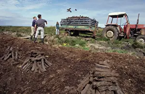 Peat: Throwing peat into trailer during peat cutting, County Clare