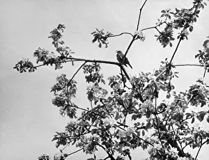 Thrushes: THRUSH IN AN APPLE TREE