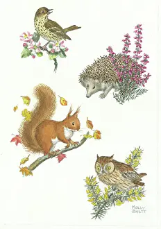 Gorse: Thrush on a branch, hedgehog, squirrel and owl