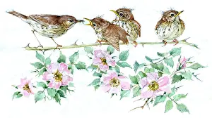 Thrushes: Thrush feeding young on wild roses