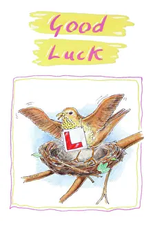 Goodwin: Thrush with an L plate standing on nest