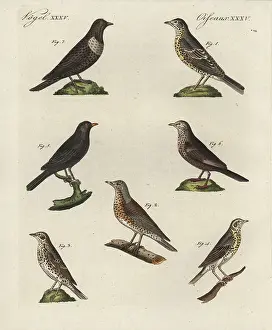 Blackbirds: Thrushes, blackbird and ring ouzel