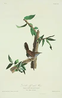 Bewicks: Thryomanes bewickii, Bewick's wren