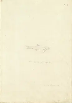 1754 1794: Thryssa setirostris, longjaw thryssa