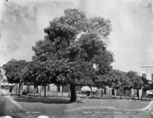 Montevideo: Thubo tree, Montevideo, Uruguay