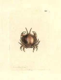 Scutellata: Thumbnail crab, Thia scutellata