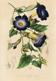 Thunbergia: Thunbergia chrysops
