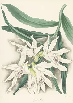 Volume 5: Thunia alba orchid