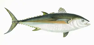 Tunny: Thunnus thynnus, or Atlantic bluefin tuna