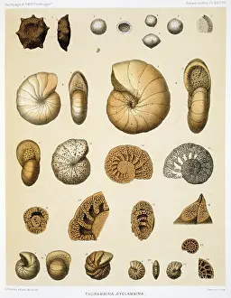 Foram: Thurammina - Cyclammina