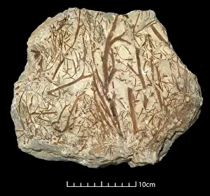 Kenrick: Thursophyton elberfeldense