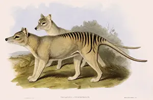 Marsupial: Thylacine