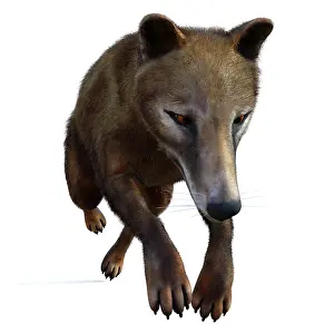 Snout: Thylacine marsupial leaping, front view