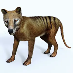 Tertiary: Thylacine marsupial, side profile