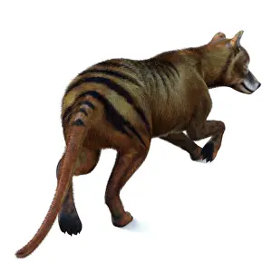 Tertiary: Thylacine marsupial, rear view