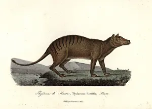 Complements: Thylacine, Thylacinus cynocephalus. Extinct
