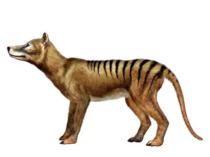 Genus: Thylacine tiger, side view on white background
