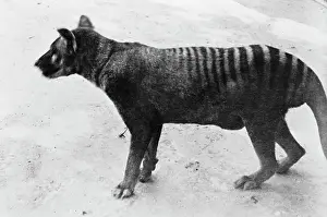 Wolves: Thylacinus cynocephalus, thylacine