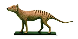 Wolves: Thylacinus cynocephalus, thylacine