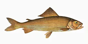 Grayling: Thymallus thymallus, or Grayling