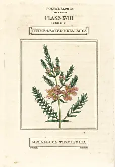 Thyme: Thyme honey-myrtle, Melaleuca thymifolia