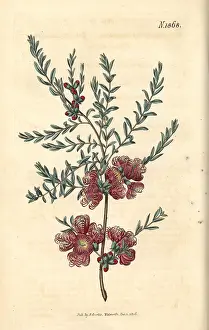 Melaleuca: Thyme-leaved melaleuca, Melaleuca thymifolia