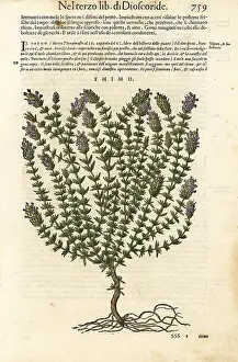 Mattioli: Thyme, Thymus vulgaris
