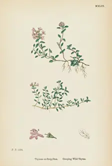 Thyme: THYMUS EU-SERPYLLUM