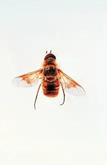 Entomological: Thyridanthrax sp. bee fly