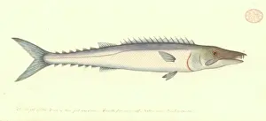 Watling: Thyrsites atun, barracuda
