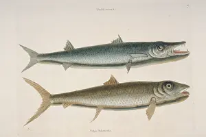 Mackerel: Thyrsites atun, barracuda & Albula vulpes, vulpis