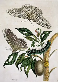 Cocoon: Thysania agrippina, white witch