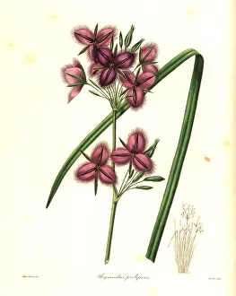 Nevitt: Thysanotus multiflorus