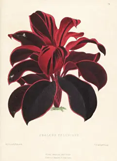 L. Reeve: Ti plant, palm lily, cabbage palm, Cordyline fruticosa
