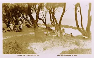 Tea Tree: Under the Ti-Tree at Carrum, Victoria, Australia