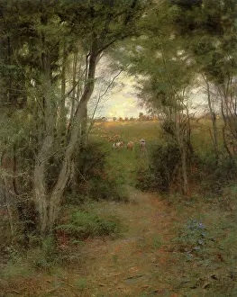 Glade: A Ti-Tree Glade