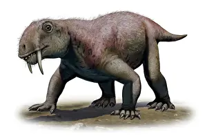 Canine: A Tiarajudens eccentricus from the Paleozoic era