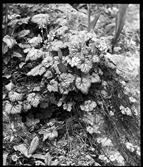 Malby: Tiarella Cordifolia (Foamflower)