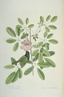 Bicolor: Tiaris bicolor, black-faced grassquit