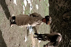 Himalayas: Tibetan horse minder