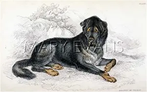 Lugubrious: TIBETAN MASTIFF