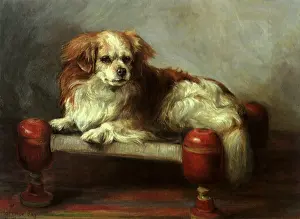Reclines: Tibetan Spaniel