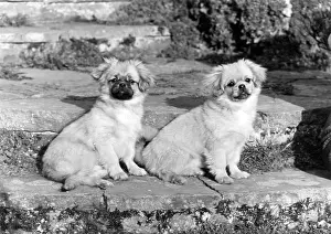 Thomas Fall: TWO TIBETAN SPANIELS
